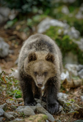 Bear cub in portrait