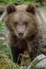 Naklejka na ściany i meble Brown bear cub portrait