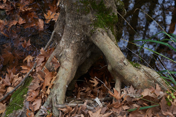 Roots of a plane tree.