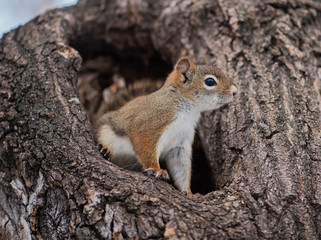 Squirrel in a tree