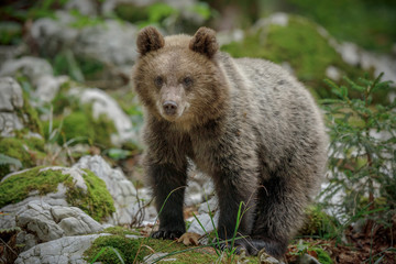 Naklejka na ściany i meble Brown bear cub in Europe