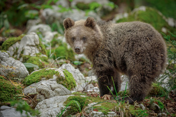 European brown bear cub