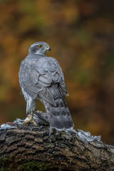 Wild goshawk on a textured log