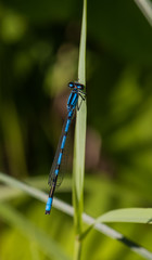 Blue damselfly