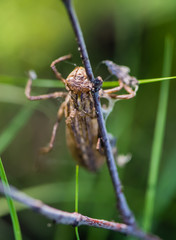 Dragonfly moulting