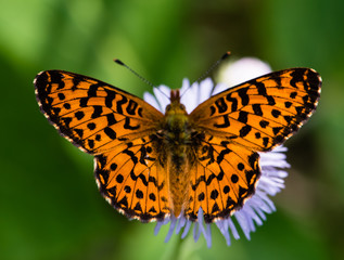 Orange butterfly on purple flower