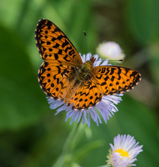 Orange butterfly on purple flower