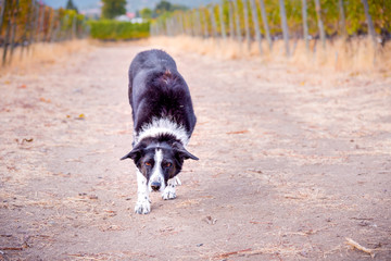 Naklejka na ściany i meble Border collie walking down path with head down ready to catch stick in game of fetch