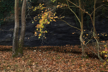  landscape of plane trees in Autumn.