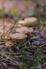 Mushroom in the forest