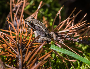 Brown frog in the forest