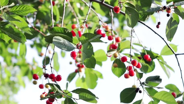 Natural Fresh Cherry, Hanging In Branch Of A Cherry Tree. Fruit Food.