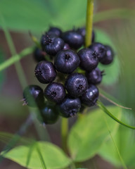 Dark berries in the forest