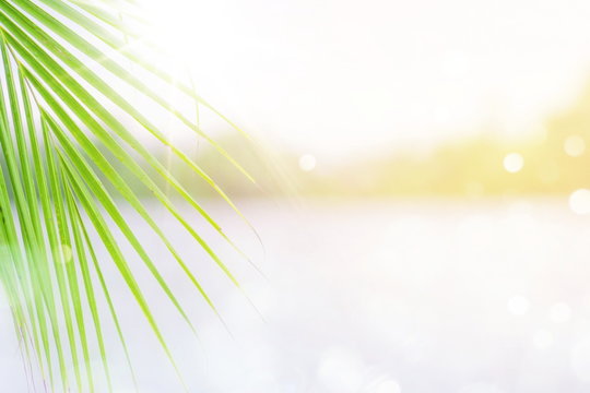 Fresh green tropical palm coconut leaves with blurred water ocean sea background and bokeh sunlight, summer vacation concept.