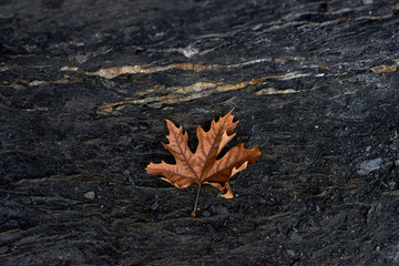 Black rock and a plane tree leaf. Background.