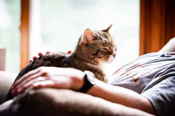 Senior tabby cat sitting on person, back lit by window light. man's arm resting on sofa and hand on...