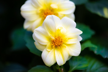 white dahlia flower with yellow center. intentional shallow depth of field for a soft look. dark background and green foliage and leaves