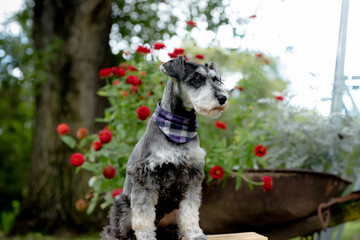 portrait of miniature schnauzer with background of blooming red flowers. He is wearing plaid purple scarf and is black and silver cute young dog. Pretty eyelashes and distinguished eyebrows