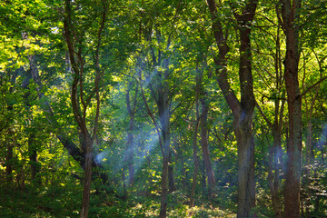 Smoky sunshine rays passing through tree branches in the forest.