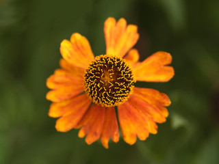 Top View Macro View of Zinnia Angustifolia Flower