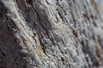 The texture of a dry old tree photographed in macro mode with a shallow depth of field effect.