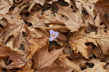 Crocus flower and plane tree leaves as background.