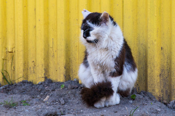 Portrait of a black and white cat on the background of a yellow metal fence.