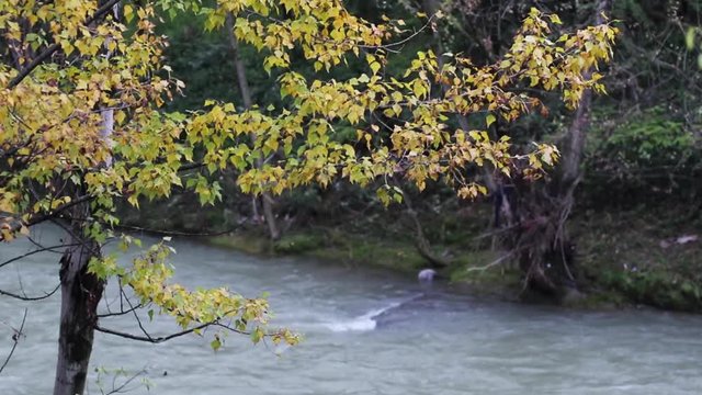Fiume in piena dopo tanta pioggia autunnale. Concetto di condizioni atmosferiche.
