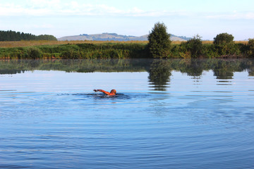 A man swims in a clear forest lake on a summer evening. The shore is reflected in the river, blue sky, mountains in the distance. Russia, Southern Urals