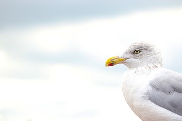 Seitliches Portrait einer Möwe