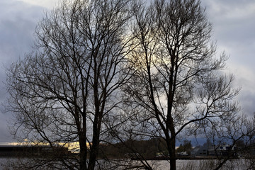 Silhouettes of trees with bare branches against a cloudy evening sky.