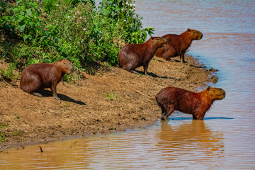 capybara on shore