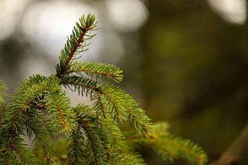 kleiner grüner Zweig mit unscharfen Hintergrund