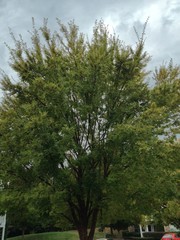 Tree with Green Leaves
