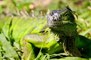 Iguana herída