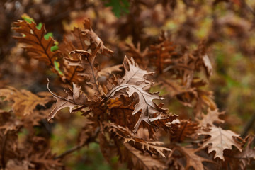 closeup view of oak tree in Autumn.