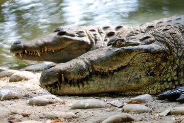 Cocodrilos