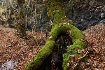 plane tree full of moss in a forest.