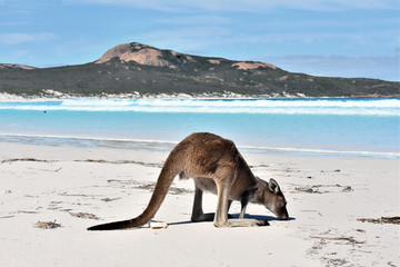 Känguru an der Lucky Bay, Cape Le Grand National Park, Esperance, Western Australia, Australien