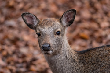 sika deer portrait blurry leaves in background