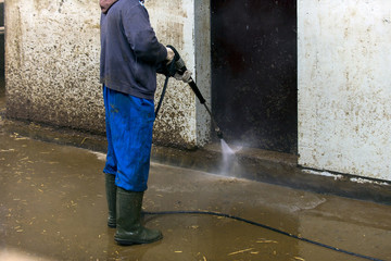 modern cowshed, for the cultivation of dairy breeds of cows, peeing and croaking cows