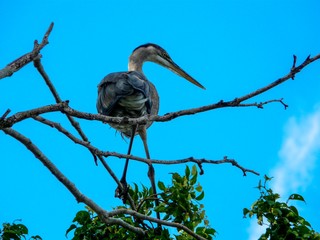 great blue heron in a tree