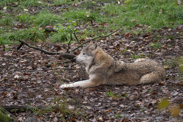 Naklejka premium wolf relaxed on forest floor