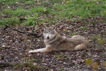 Naklejka na ściany i meble wolf relaxed on forest floor looking into camera