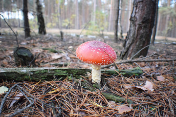 śmiertelnie trujące grzyby rosnące na pięknym mchu