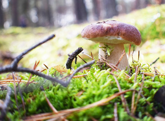 jesienne zbieranie grzybów rosnących na pięknym mchu