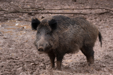 Naklejka na ściany i meble wild boar with fluffy ears standing in mud
