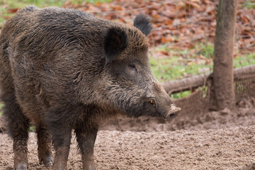 wild boar profile with visible teeth