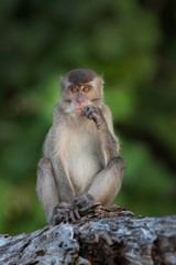 Naklejka na ściany i meble Macaque monkey in Borneo, Malaysia