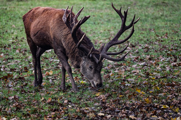 deer grazing in autumn